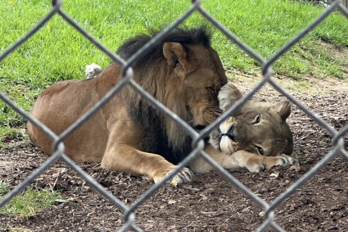 Heatbroken lioness euthanised after partner’s death